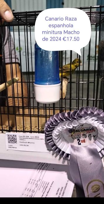 Canarios espanholitos miniatura 2025