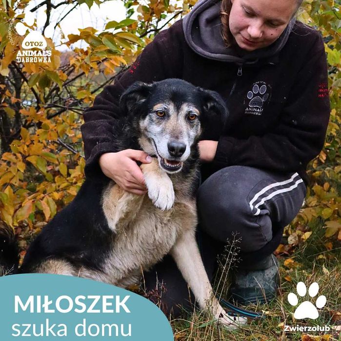 Miłoszek szuka domu!