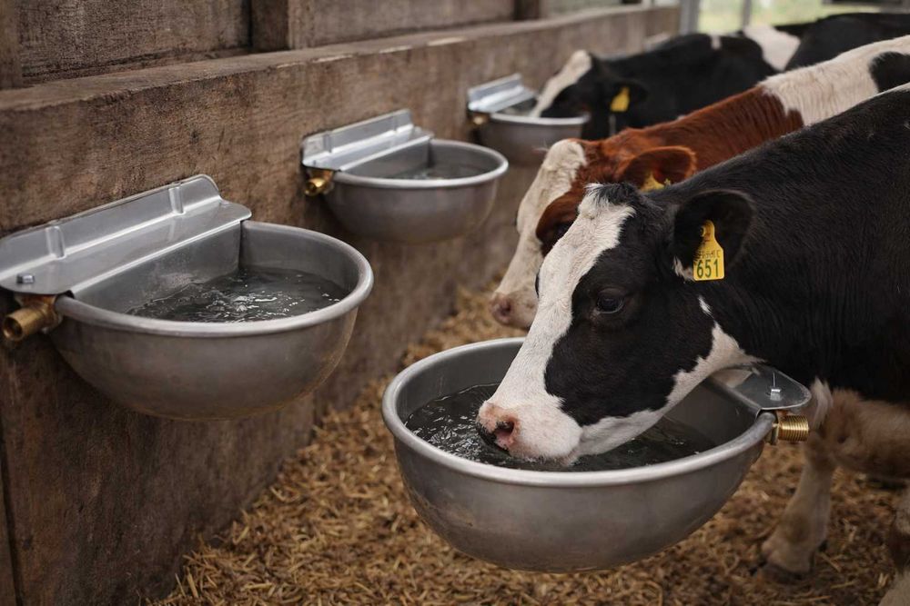 Poidło miskowe ze stali nierdzewnej 2,5 l Dla bydła, koni, owiec i kóz
