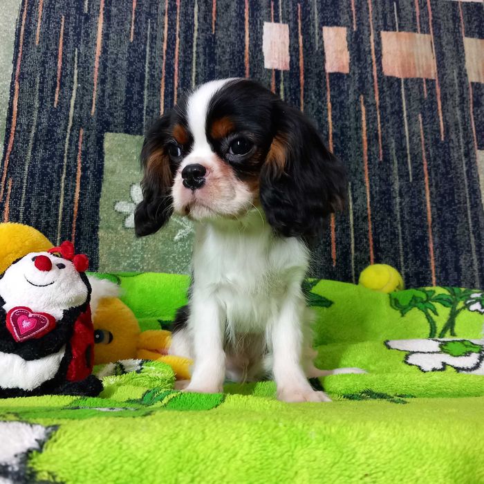 Кавалер кінг чарльз спаніель