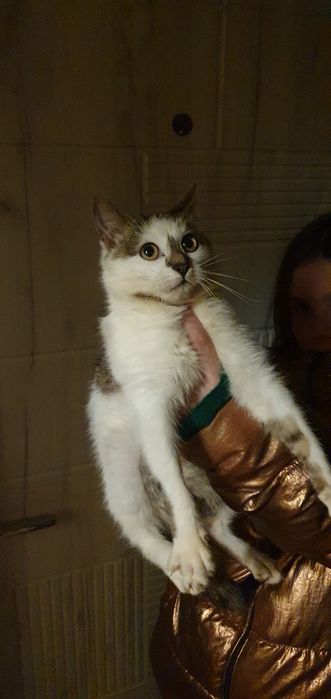 Котик 3,5 місяці в пошуках родини