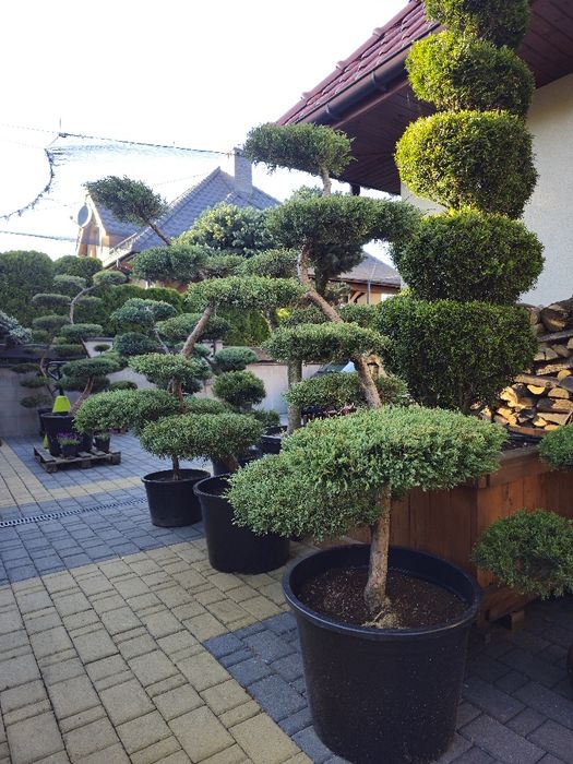Bonsai duży wybór roślin Zapraszamy