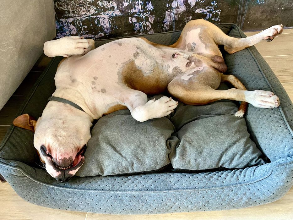 Piękny amstaff z rodowodem FCI