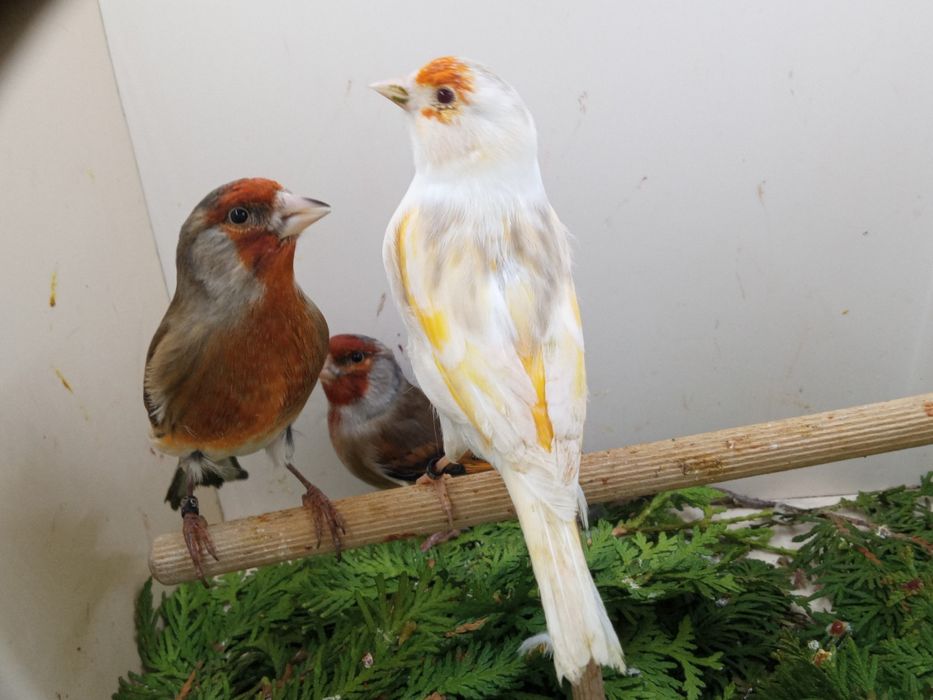 Bastard Bastardy na pełnym spiewie 2025r Wysylam