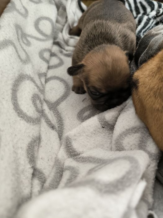 Buldogue Francês Lilac Tan - Macho