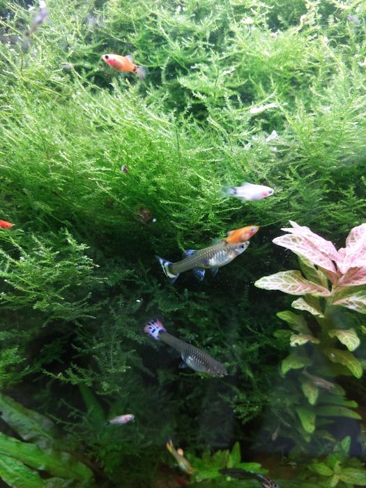 Guppy Sortido // Platys mickey mouse