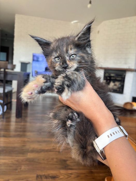 Śliczna kotka Maine Coon