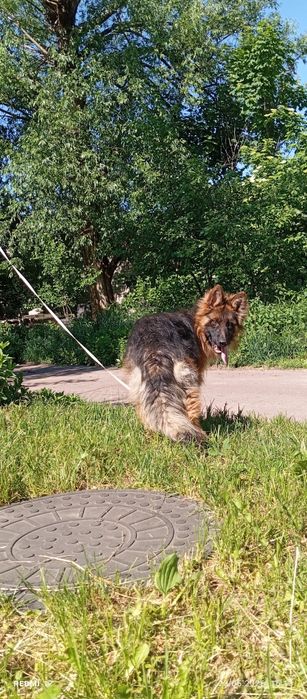 Шикарний німець КСУ