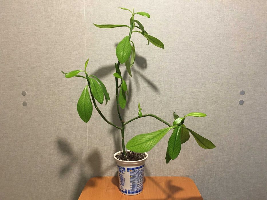 Молочай домашній