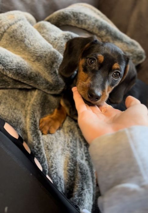 Темне золото ніжності — чорні такси