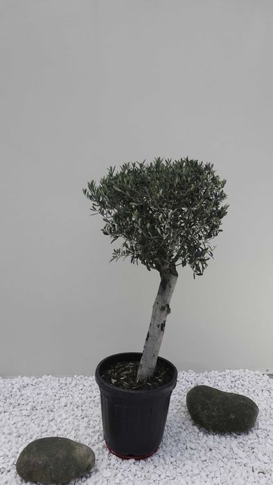 Олива/Маслина європейська (Olea europaea) вік 30-35 років