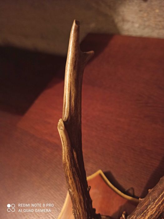 Poroże jelonka, kozła