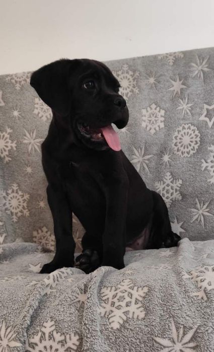 Віп красотка. Чорна кане-корсо для цінителів породи