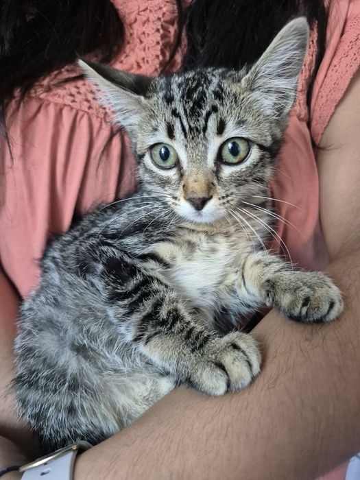 Gatinha para adoção responsável