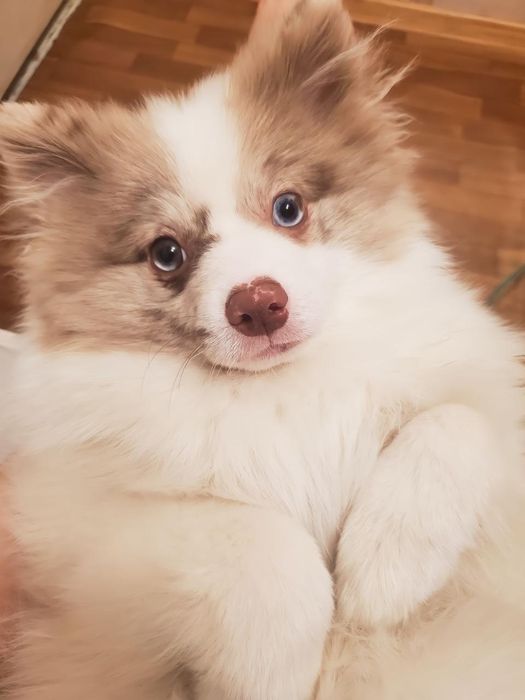 Мальчик шпица. Для вязки