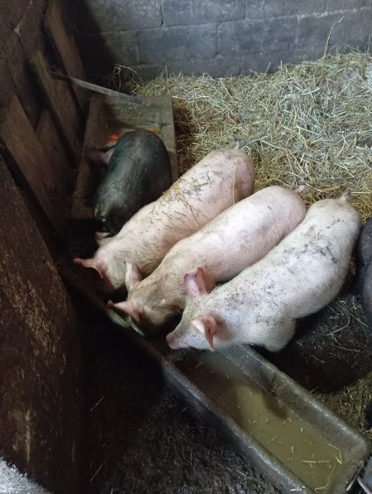 Porcos/leitões raça duroc