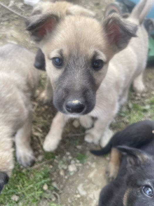 Собаки шукають дім