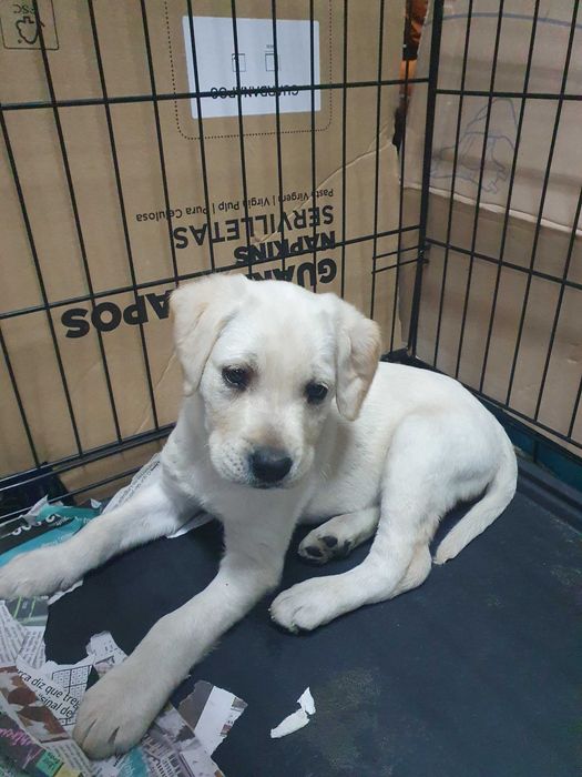 Venda de labrador pronto para nova família
