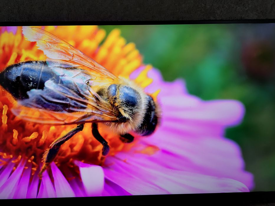 Монітор 27дюйми 275е 1 2 QHD