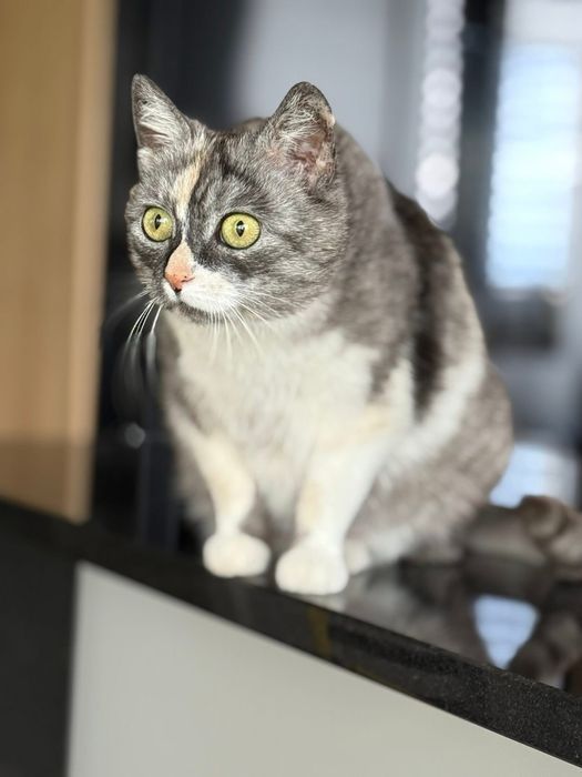 Do adopcji poleca się Dymcia