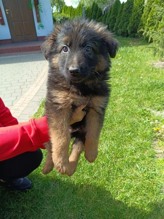 Owczarek Niemiecki Długowłosy