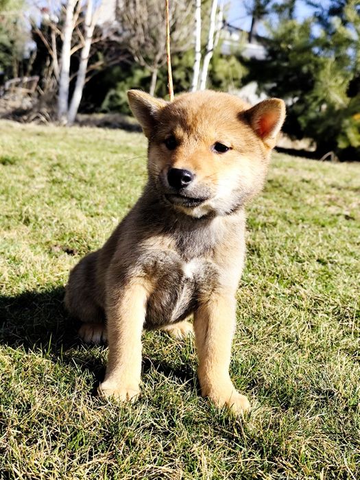 Гарнесенький хлопчик Шиба/ Сіба Іну
