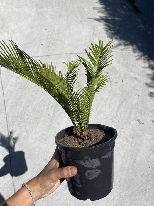 Cica (Cycas revoluta)