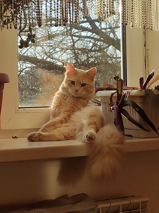 Отдам даром кота срочно