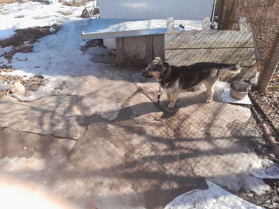 Віддам дворового собаку