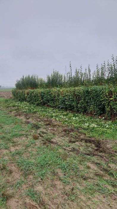 wycinka drzew, pielęgnacja drzew, formowanie roślin, żywopłoty