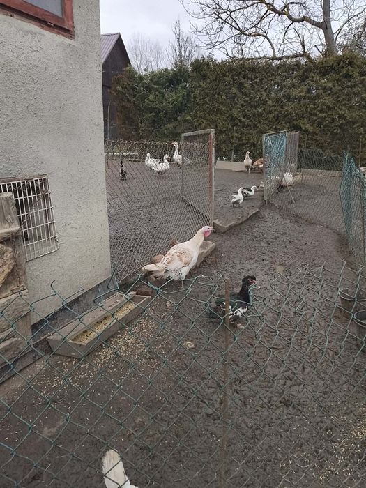 Sprzedam kaczki,gąski i indyki