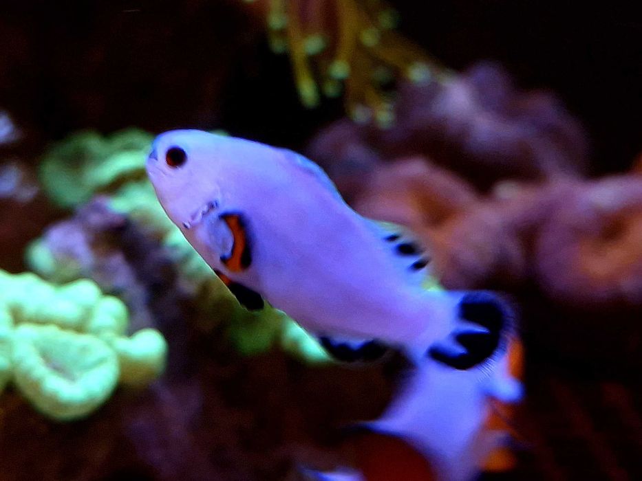Amphiprion ocellaris Snow Storm Błazenek Nemo Akwarystyka Poznań
