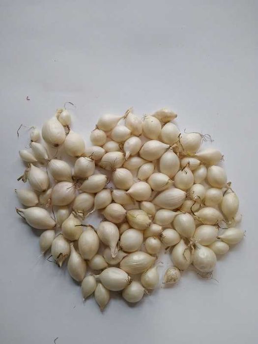 Cebula Dymka Biała White Globe 5-21mm 10kg