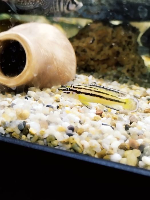 Julidochromis regana marksmithi tanganika naskalnik