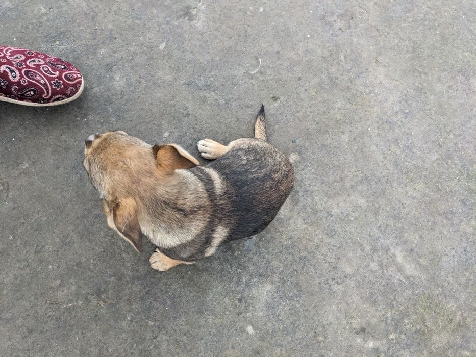 Собачки маленькі - суміш Мопса