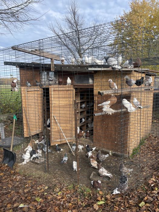 Likwidacja gołebnika