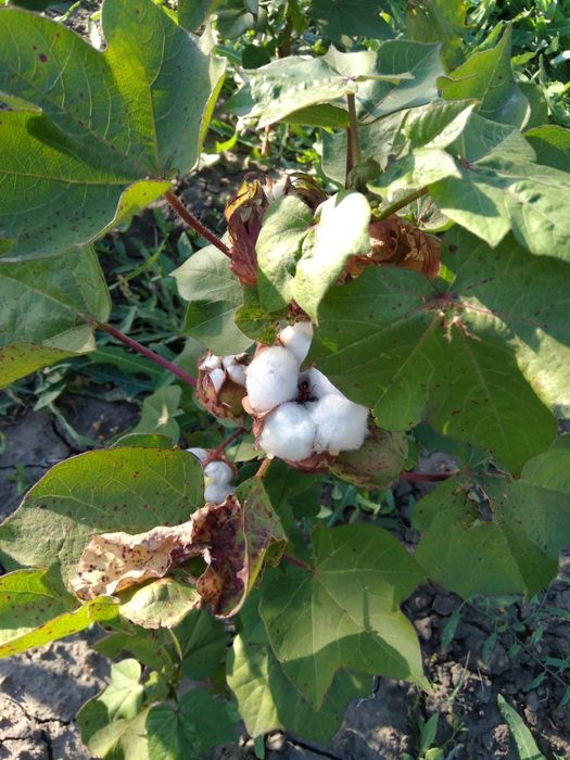 Хлопок семена хлопка бавовна насіння бавовни