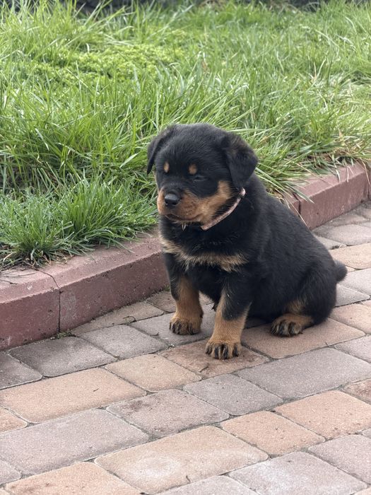 Девочка 1,5 мес