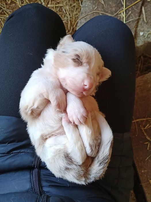 Border collie  olhos azuis
