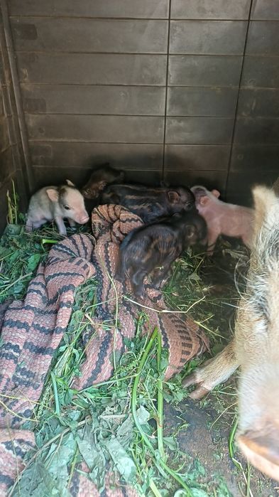 Porcos  bebes para venda