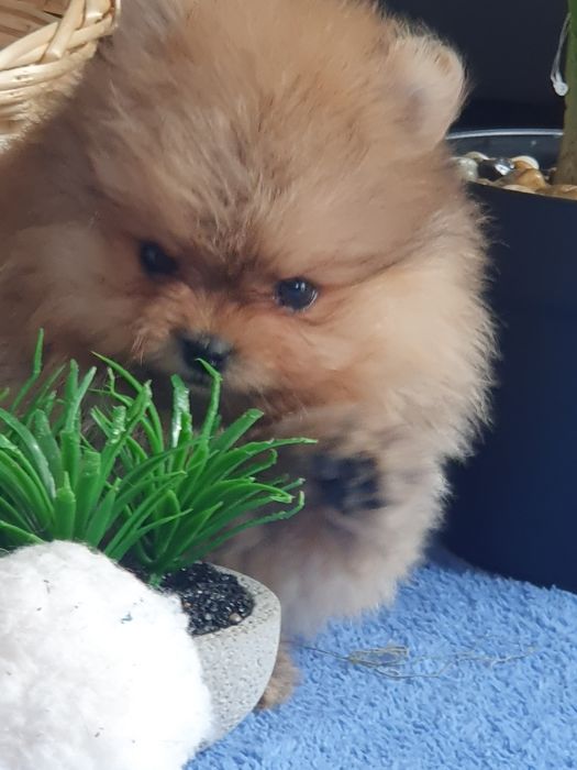 Szpic miniaturowy pomeranian/Miodowy mis
