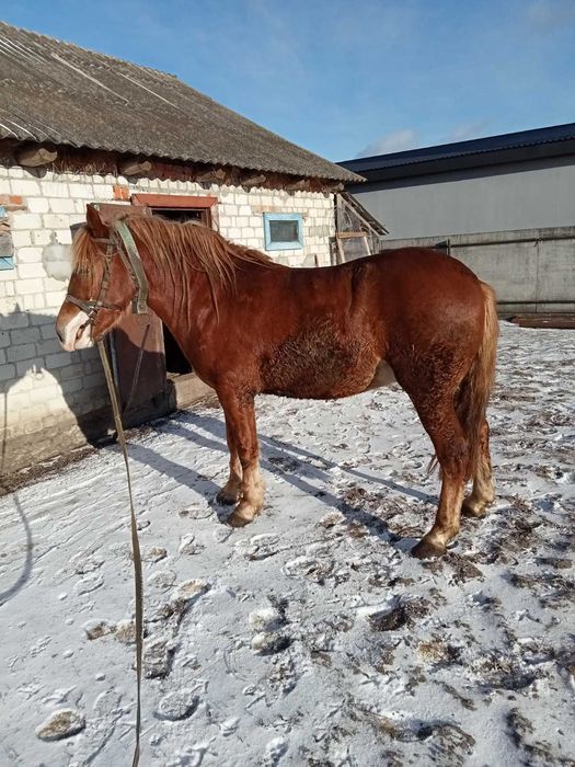 Продам коня 3 роки