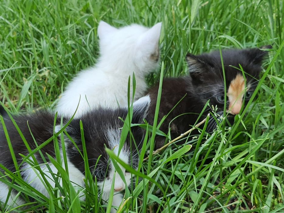 Віддамо трьох кішечок у добрі руки — 2 місяці, грайливі та здорові