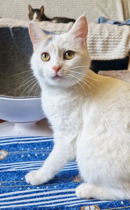 Котенок Веснушка 8 мес  ищет дом!
