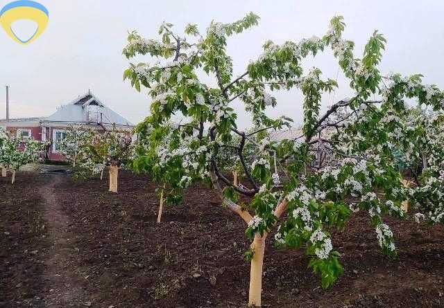 Два дома  с большим участком в с.Троицкое.