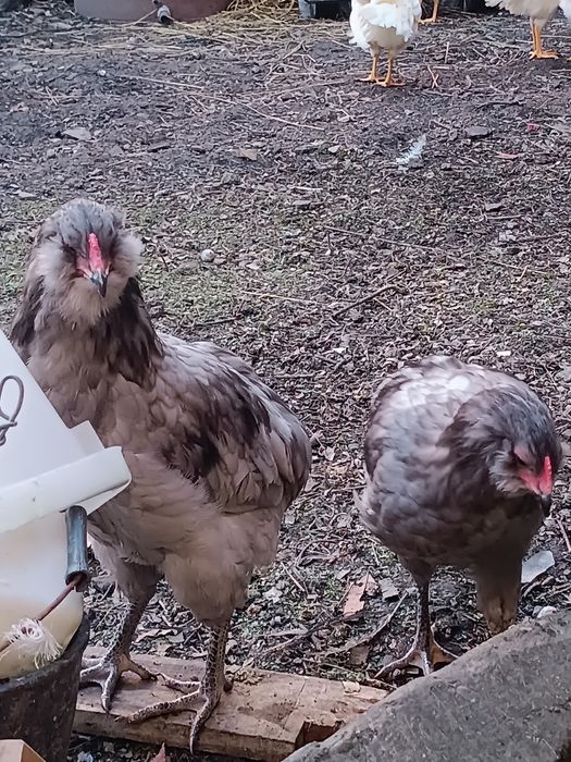 Galos de Raças Puras