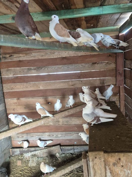 Gołębie rasowe mewki