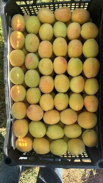 Продам Вірменський абрикос