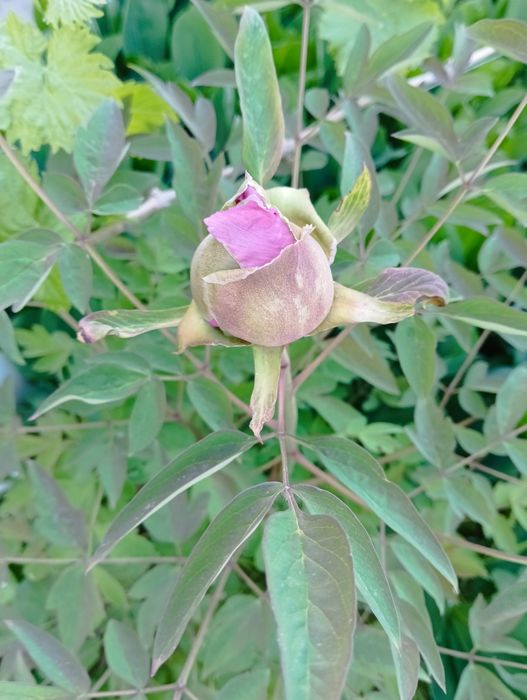 Продам древовидные пионы.