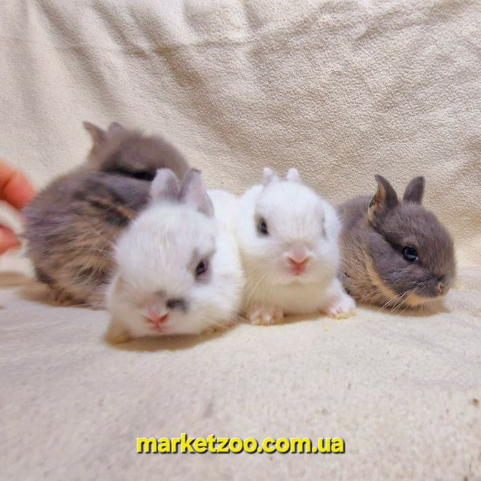 Милі малючки.Продаж з 15.02